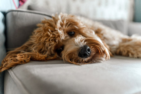 A curly-haired brown Labradoodle or poodle dog is lying on the couch at home