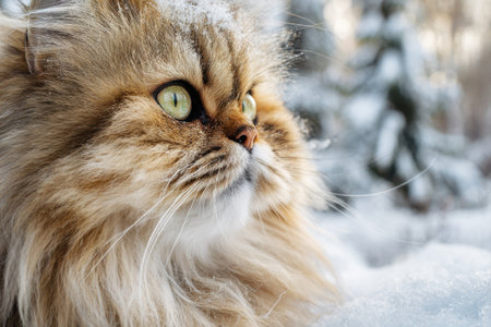 Fluffy Persian in the snow in winterの写真素材