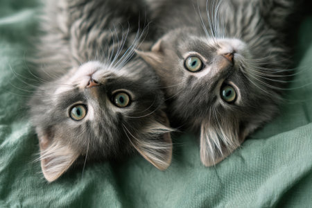 Two striped kittens are lying on cotton sheets on the bedの写真素材