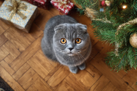 Charming cat on the floor near the Christmas tree, the concept of the new year at homeの素材