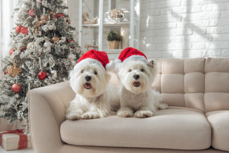 Two West Highland White Terrier dogs in Christmas red Santa hats are lying on the couch at homeの素材