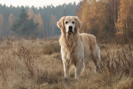 A golden Labrador dog walks in an empty autumn park with a beautiful landscape and dry grassの素材