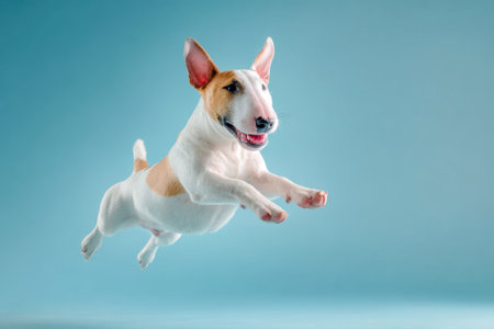 A bull terrier jumps high on an isolated light blue background in the studioの素材