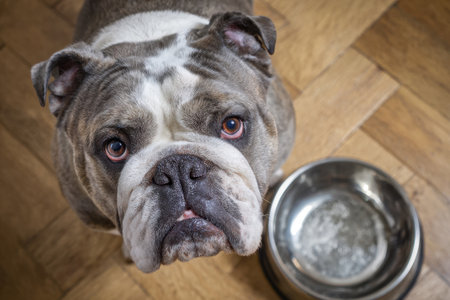 A bulldog begs for food in front of a bowl in the kitchenの素材
