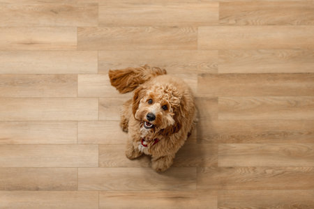 Top view Close portrait of A curly-haired brown Labradoodle or goldendoodle dog sitting on the wooden floor of a houseの写真素材