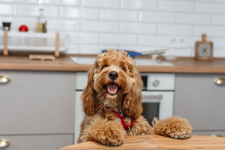 A curly-haired brown Labradoodle or goldendoodle dog is eagerly begging for food, standing on its hind legs in a kitchenの写真素材