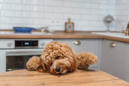 A curly-haired brown Labradoodle or goldendoodle dog is standing on its hind legs in a kitchenの写真素材