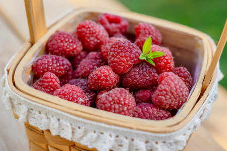 Wicker basket with fresh raspberries in the garden on a sunny summer dayの写真素材
