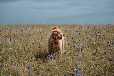 Adorable curly-haired brown dog walks on a hill covered with flowers, a summer landscapeの写真素材