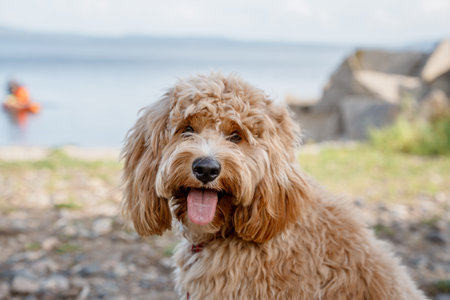 A close portrait of a charming curly brown dog outdoors.の写真素材