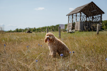 Adorable curly-haired brown dog of the breed Labradoodle or Kawapu walks on a hill covered with flowers, a summer landscapeの写真素材