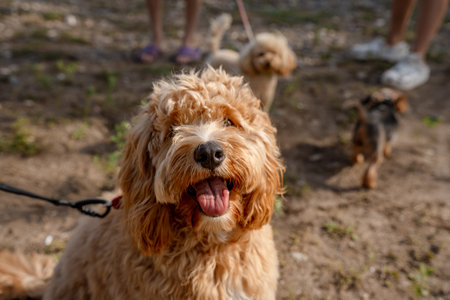 A close portrait of a charming curly brown dog of breed Labradoodle or Cavapoo outdoor. The breed of the dog is a cross between a poodle.の写真素材