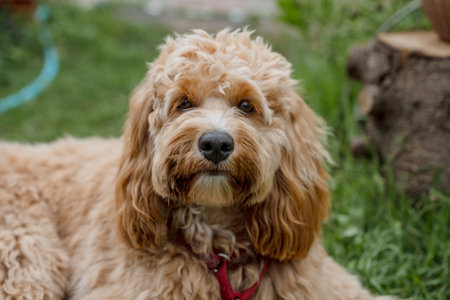 A close portrait of a charming curly brown dog outdoors. The breed of the dog is a cross between a poodle.の写真素材