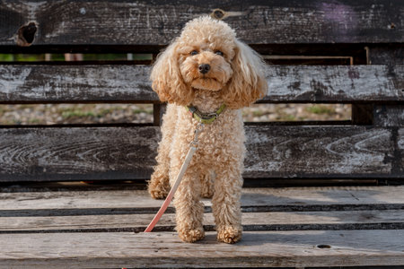 Toy poodle outdoor in summerの写真素材