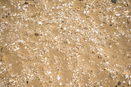 Stones and seashells on sand beach for background and texture.の写真素材