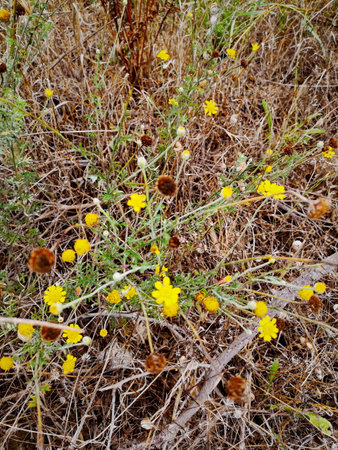 Small yellow flowers on a background of brown-green grass with dry flower headsの写真素材