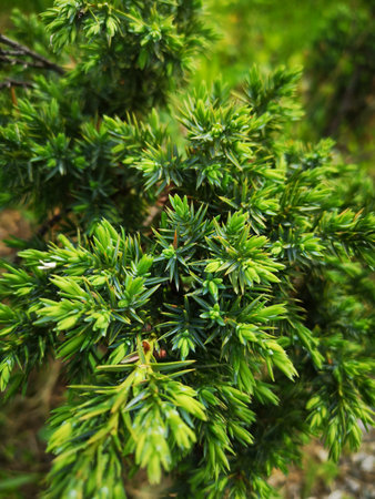 a fluffy green tree with small leaves like needlesの写真素材