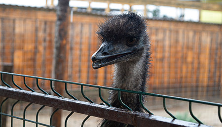 little ostrich in the zoo behind the fence