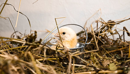 little chick in dry grass and hayの写真素材