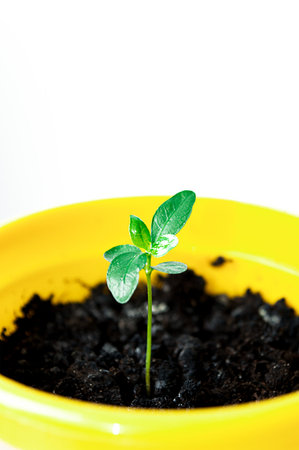 a new sprout of green grass has broken through the groundの写真素材