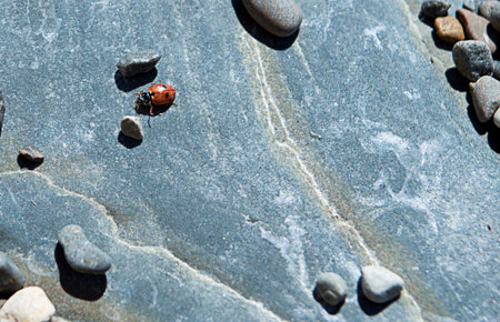 a small ladybug basks in the sun on large stonesの写真素材