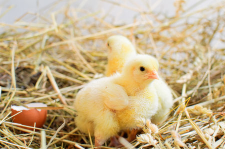 little yellow chicks from domestic hens in the hayの写真素材