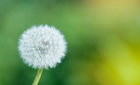 fluffy white dandelion on a green backgroundの写真素材