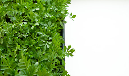 Green fresh greens grow in the home garden