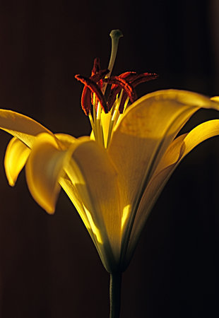 shooting on the studio, isolated over blackの写真素材