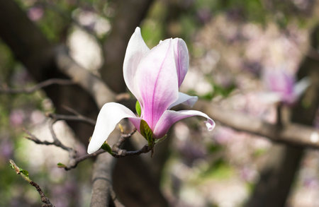 Beautiful violet magnolia flower with a tenderness petalsの写真素材