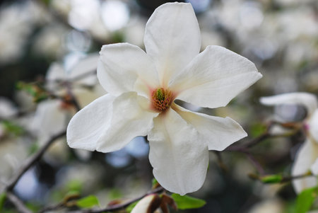 White tenderness magnolia flower on a spring tropical gardenの写真素材