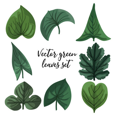 Set of vector green leaves. leaves isolated on white. Leaves of different shapesのイラスト素材