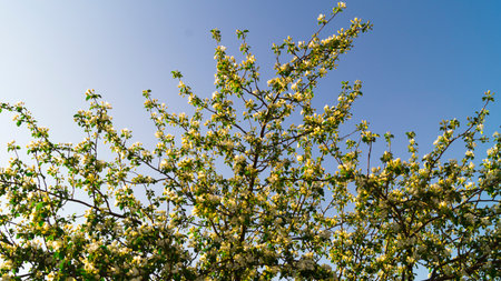 Springtime. Flowering buds. Branches of a blossoming white apple tree with green leaves, lit by the...
