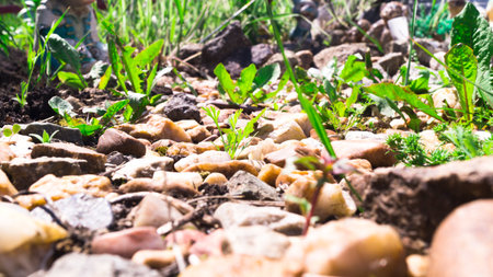 Green grass grows between light little pebbles. Footpath in the garden. Weed overgrowth. Landscaping. Spring sunny hot day.の写真素材