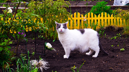 An adult domestic white-gray cat walks through a flowerbed with a pergola and scouts the area. Cat hunter and traveler. Cat export to the country.の写真素材
