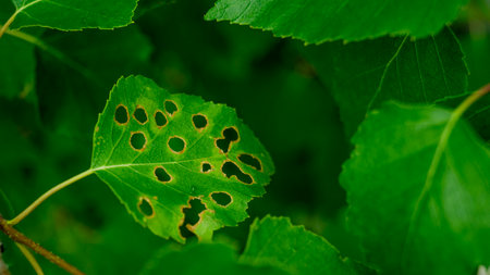 Leaf with holes on a tree, eaten by pests. Green leaf eaten by worms. Round holes on the sheet. Nature and insects. Selective focus.の写真素材