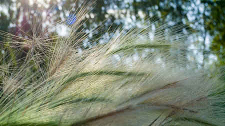Barley grain is used for flour, barley bread, barley beer, some whiskeys, some vodkas, and animal...