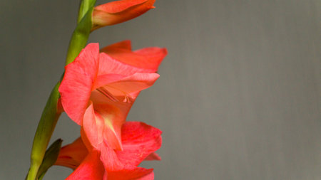 Pink beautiful gladiolus on a light background. A flower grown in the garden. Summer bouquet as a gift. Place for your text. Selective focus.の写真素材