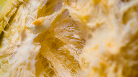 Spiderwebs in a pumpkin. The inside of a pumpkin. Harvesting from the garden. Cooking healthy food....