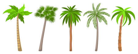 Different types of palm trees set. Isolated on white. Vector illustration.のイラスト素材