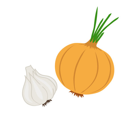The onion and garlic. Isolated objects on white background.のイラスト素材