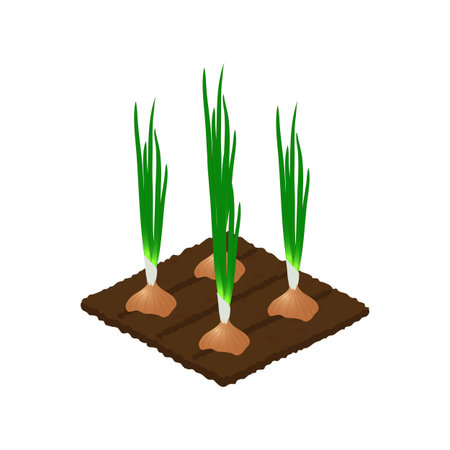 The bed of onions illustration.のイラスト素材