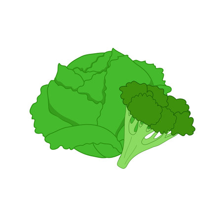 Cabbage and broccoli. Vegetable isolated on white.のイラスト素材