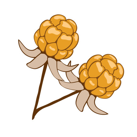 Cloudberry. Berry isolated on white background. Vector illustration.のイラスト素材