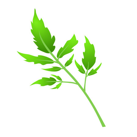 A tomato leaf. Plant. Object isolated on white background. Vector illustration.のイラスト素材