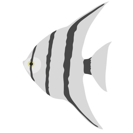 Scalars Gray aquarium fish.のイラスト素材