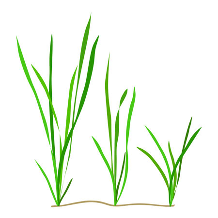 Vallisneria. Seaweed isolated on white background. Vector illustration.のイラスト素材