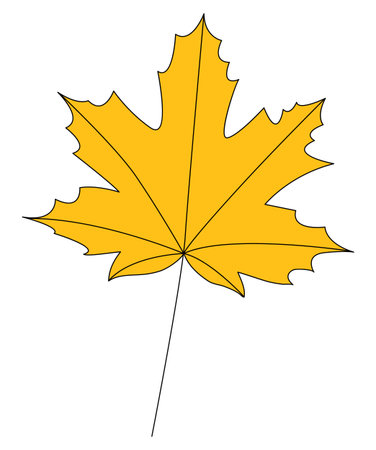 Yellow autumn maple leaf. Isolated on a white background. Vector illustration.のイラスト素材