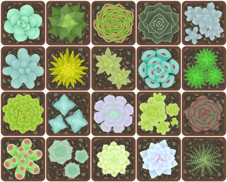 Set of succulents in pots. The view from the top. Isolated plants on a white background.のイラスト素材
