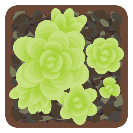 Sedum. Succulent potted. Isolated houseplant on white background. The view from the top. Vector illustration.のイラスト素材